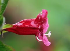 Blüten im Regen -9-