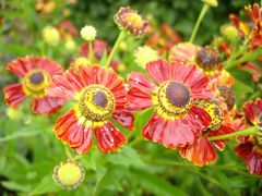 Blüten im Regen