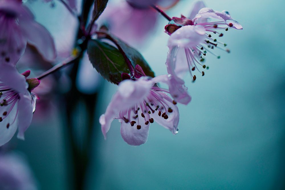 Blüten im Regen