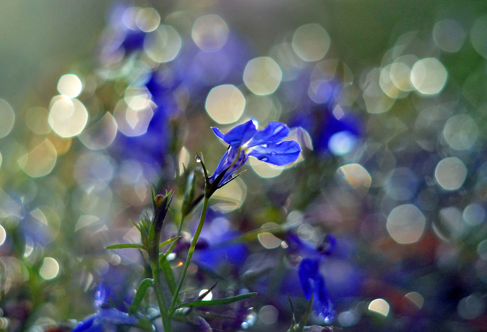 Blüten im Regen