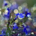 Blüten im Regen