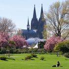 Blüten im Rheinpark