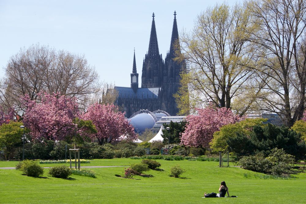 Blüten im Rheinpark