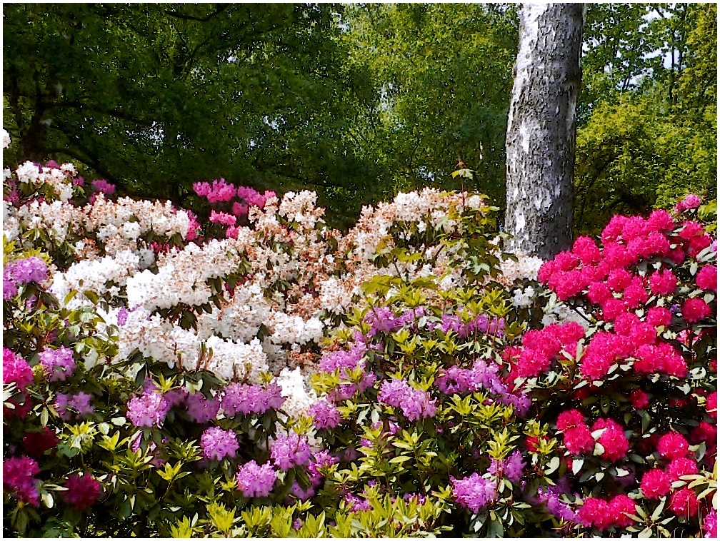 Blüten im Rombergpark Dortmund