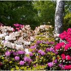 Blüten im Rombergpark Dortmund