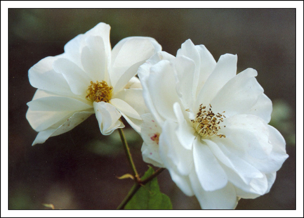 Blüten im Rosengarten 1