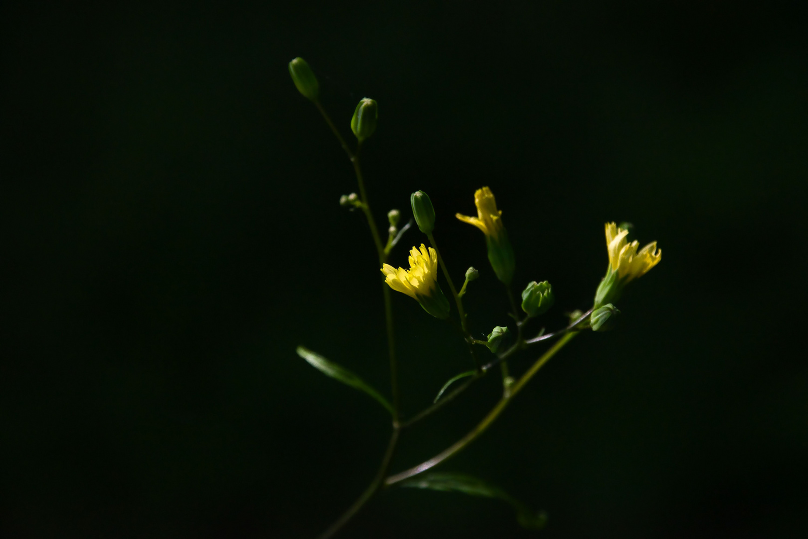 Blüten im Schatten