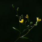 Blüten im Schatten