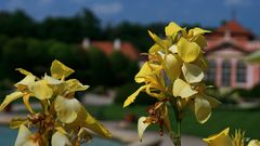 Blüten im Schlossgarten Prag