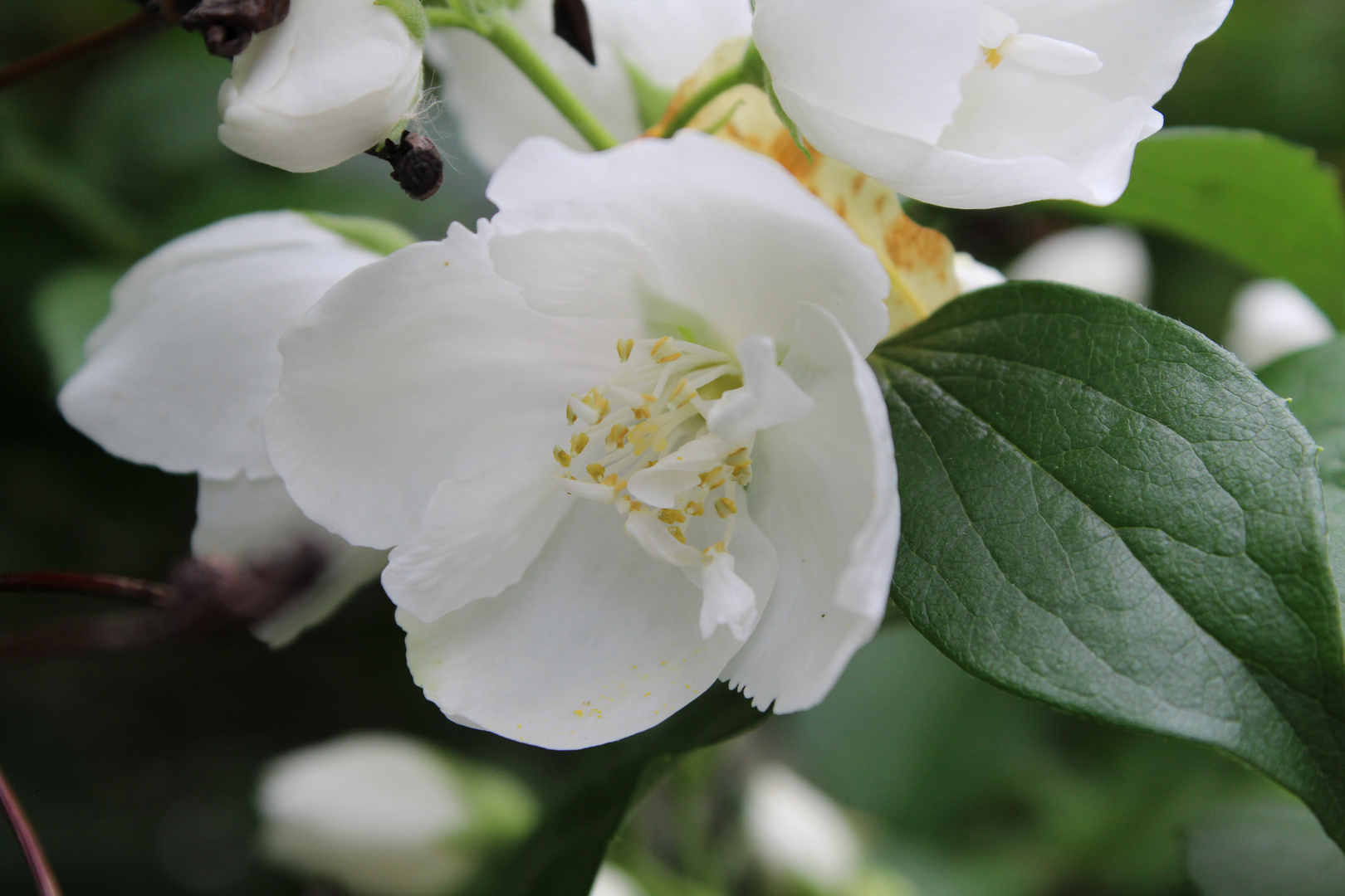 Blüten im Schlosspark Klaffenbach 