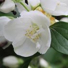 Blüten im Schlosspark Klaffenbach 