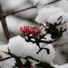 Blüten im Schnee