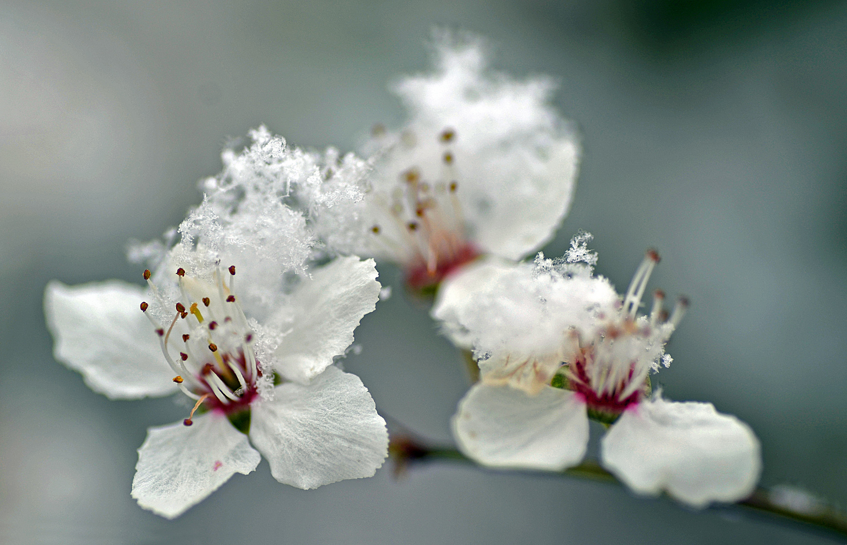 Blüten im Schnee