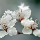 Blüten im Schnee