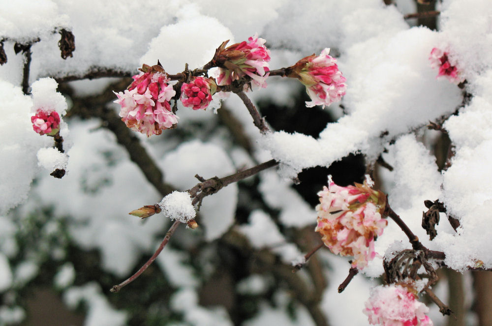 Blüten im Schnee