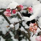 Blüten im Schnee