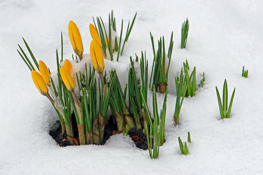 Blüten im Schnee