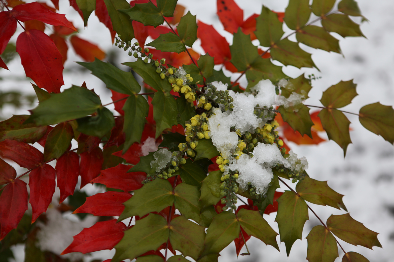 Blüten im Schnee