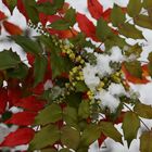 Blüten im Schnee