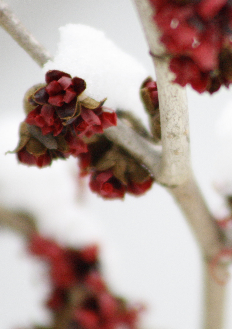 Blüten im Schnee