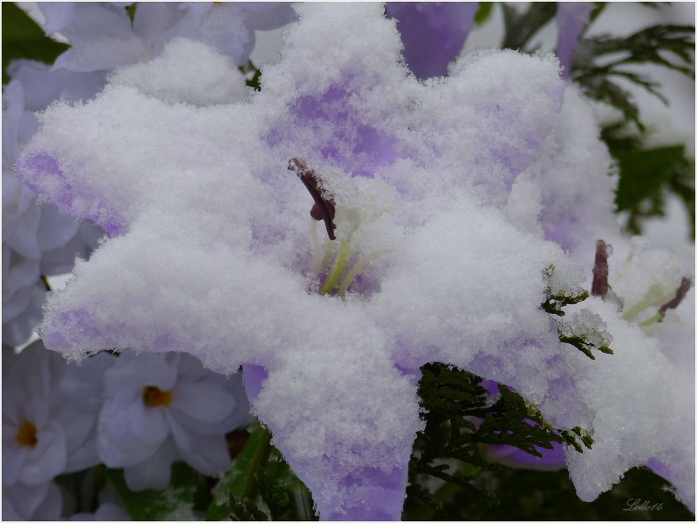 Blüten im Schnee ...