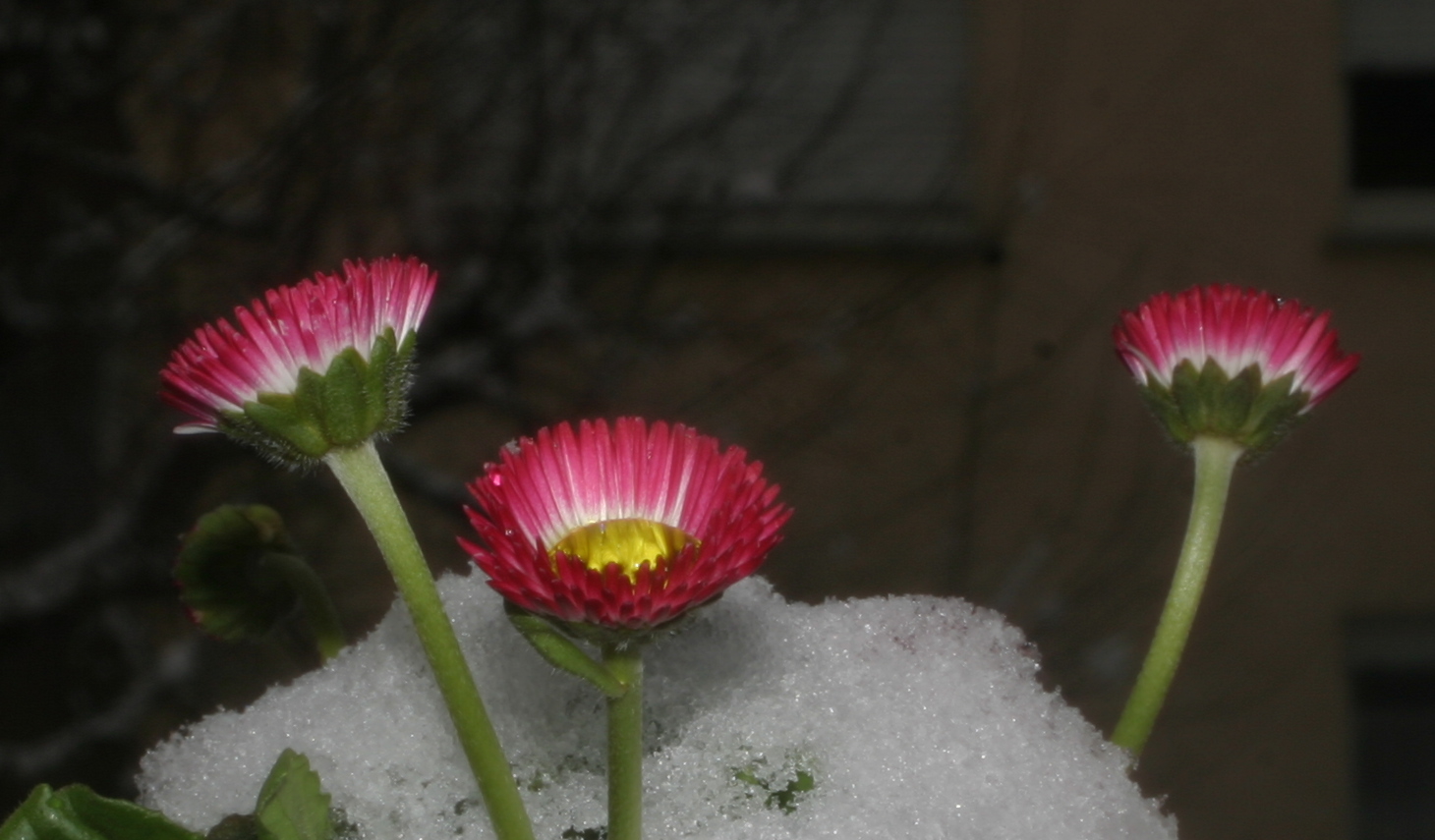 Blüten im Schnee