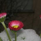 Blüten im Schnee