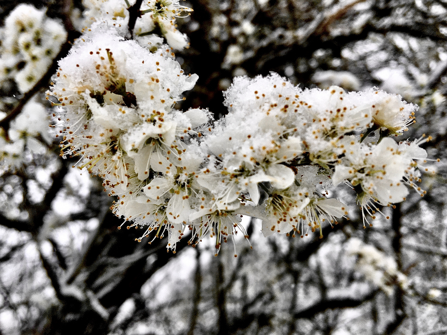 Blüten im Schnee