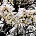 Blüten im Schnee