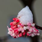 Blüten im Schnee