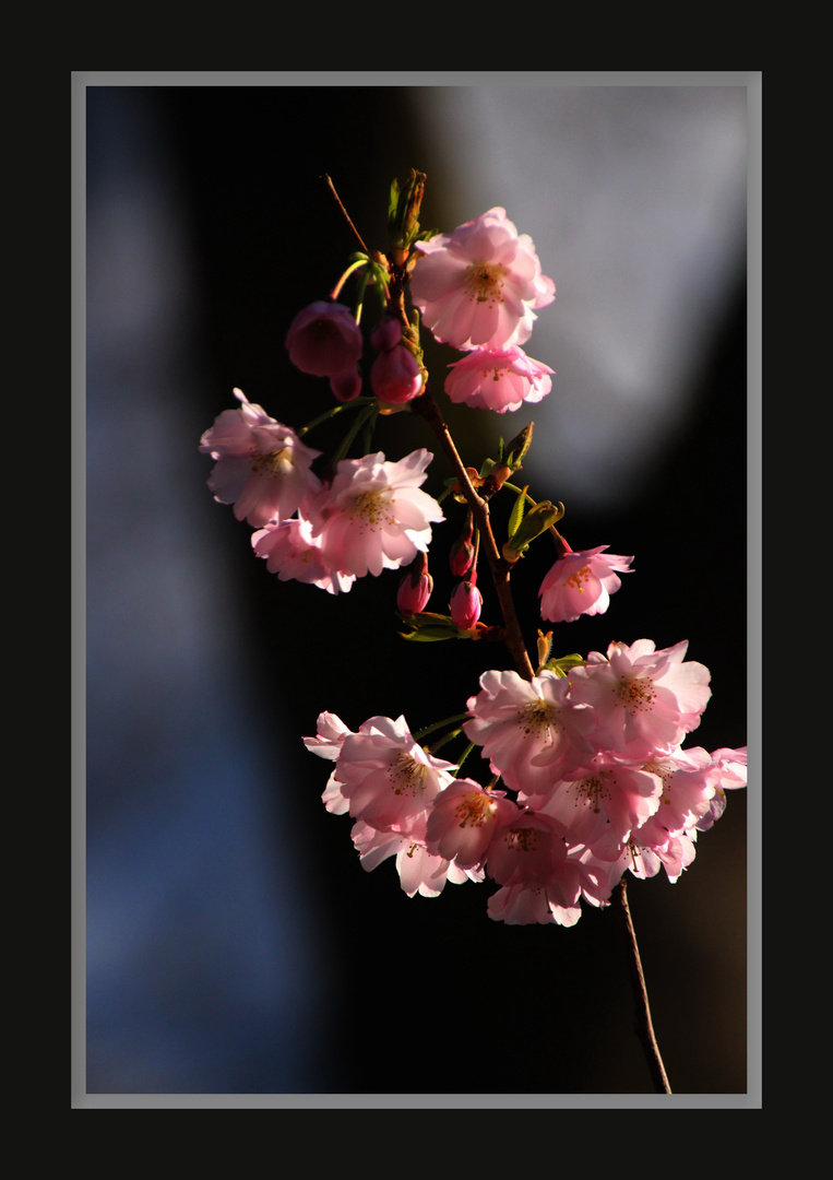 Blüten im schönem Licht