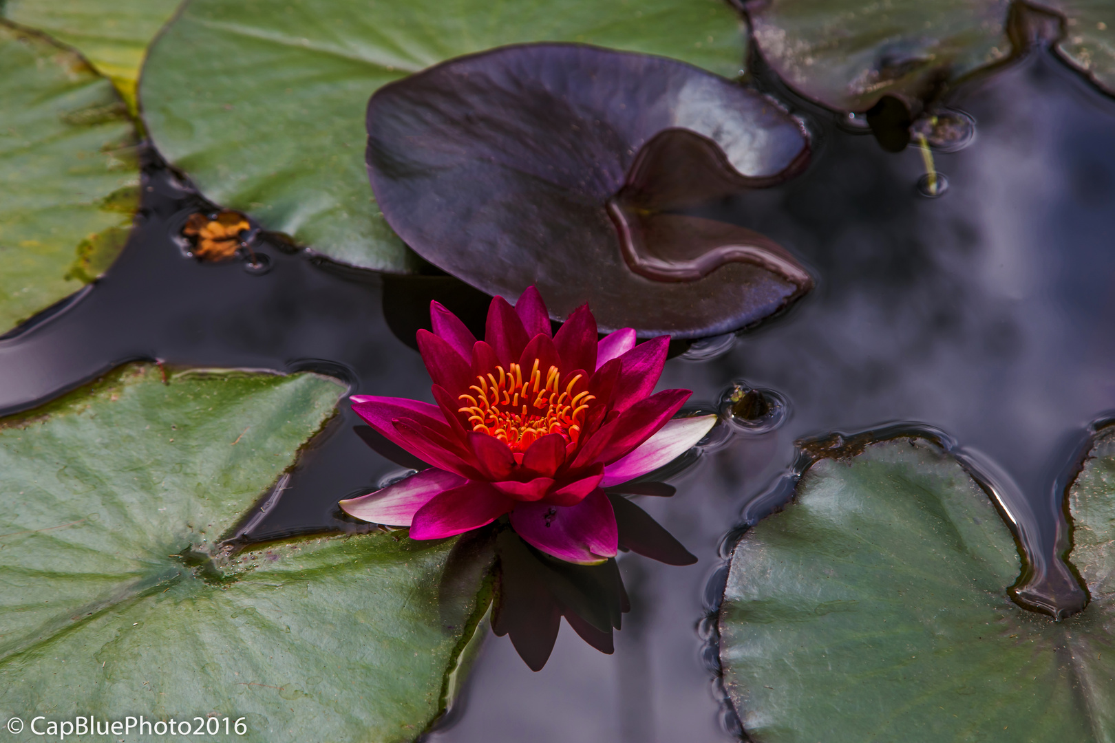 Blüten im Seerosenteich mit schwarzem Blatt