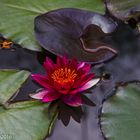 Blüten im Seerosenteich mit schwarzem Blatt