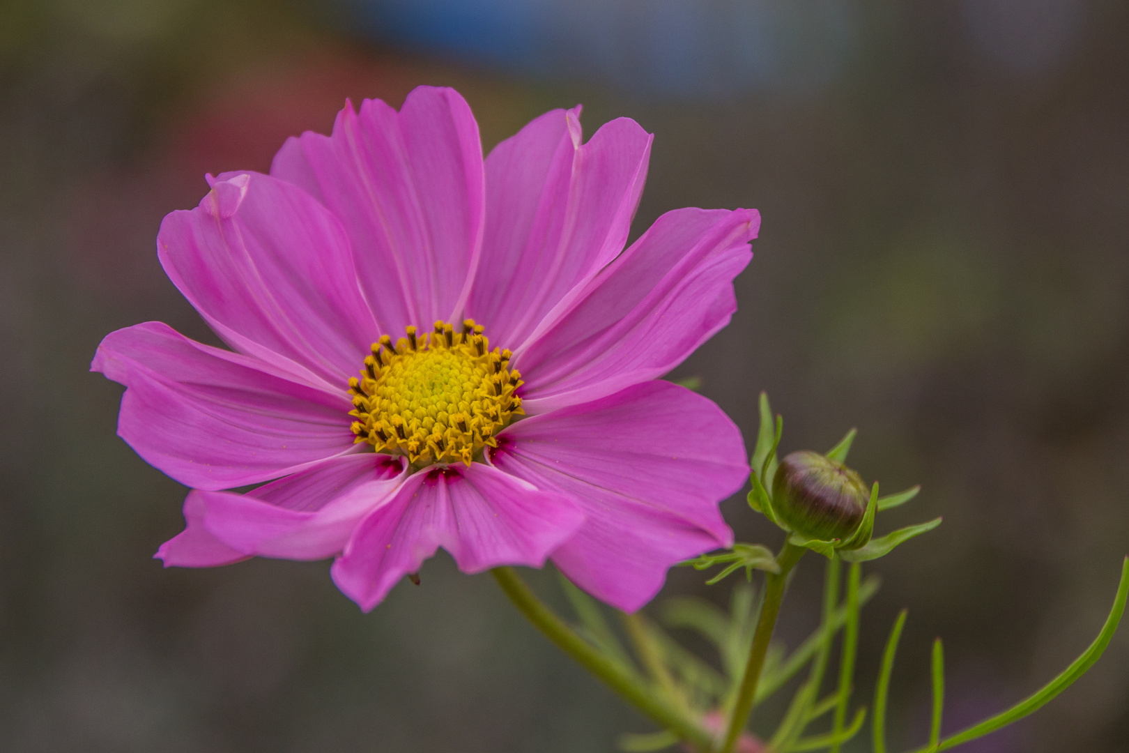 Blüten im September