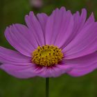 Blüten im September