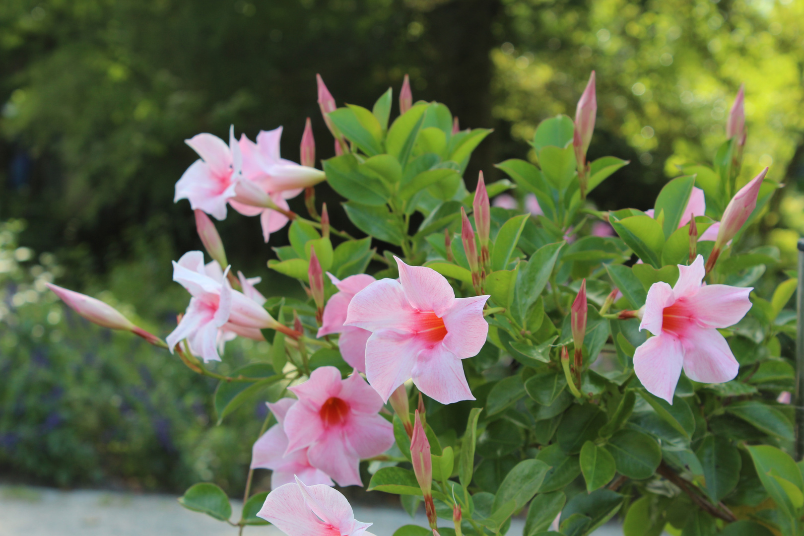 Blüten im September