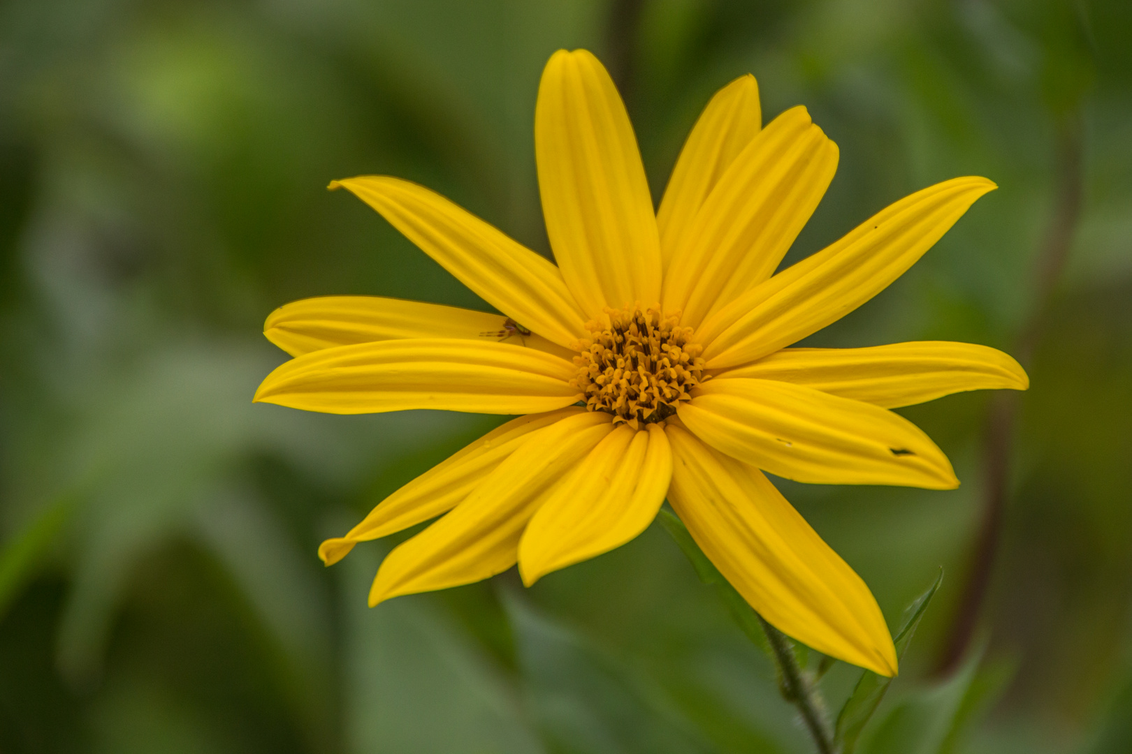 Blüten im September