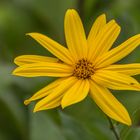 Blüten im September