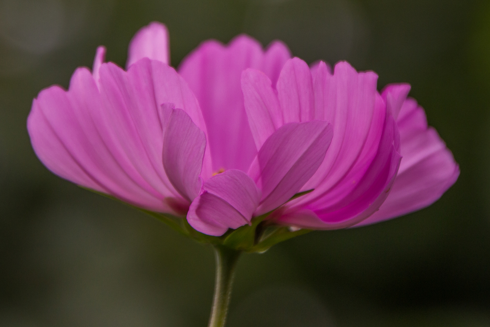 Blüten im September