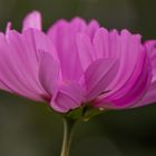 Blüten im September