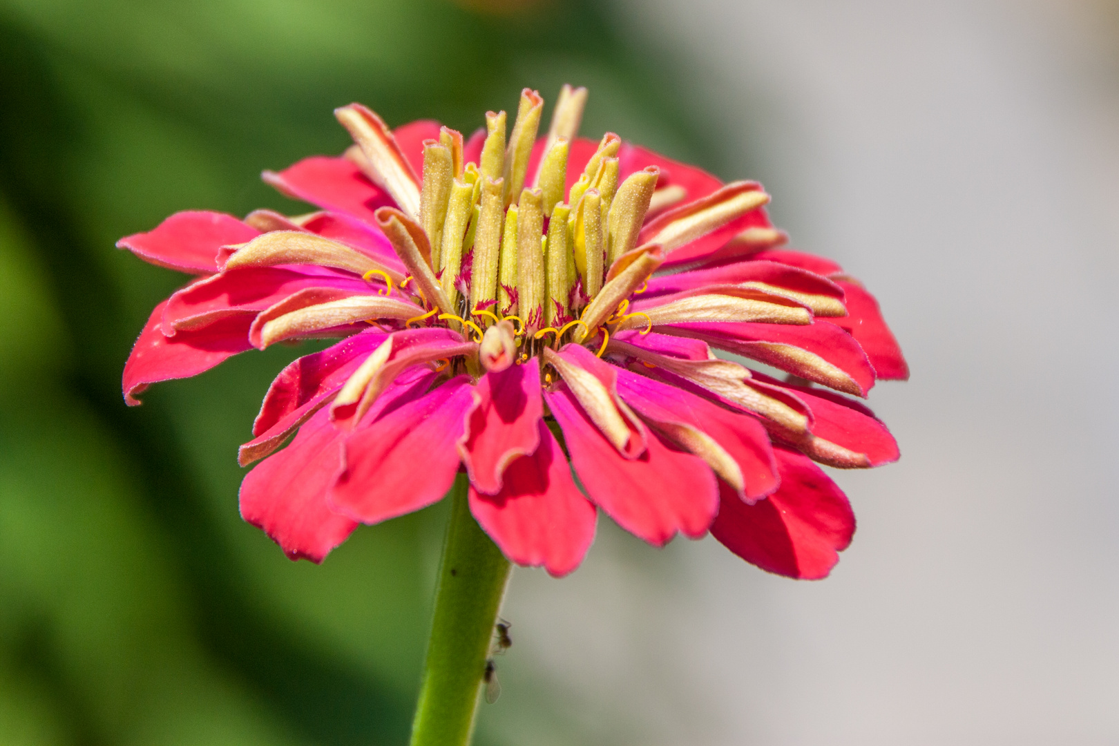 Blüten im Sommer