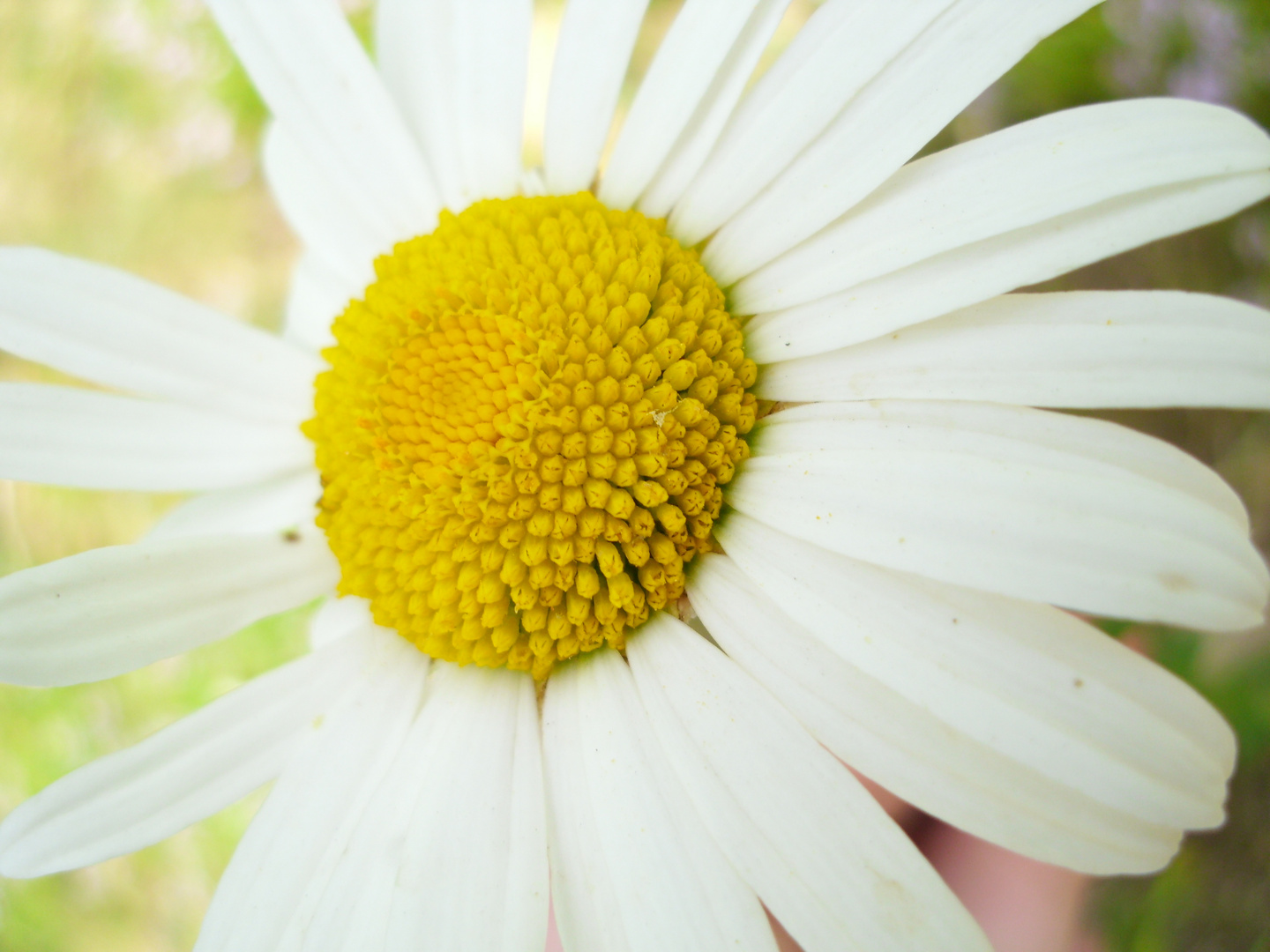 Blüten im Sommer