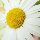 Blüten im Sommer