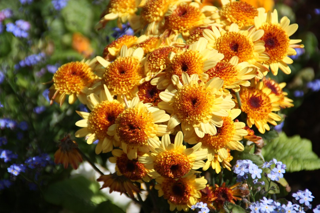 Blüten im Sommer