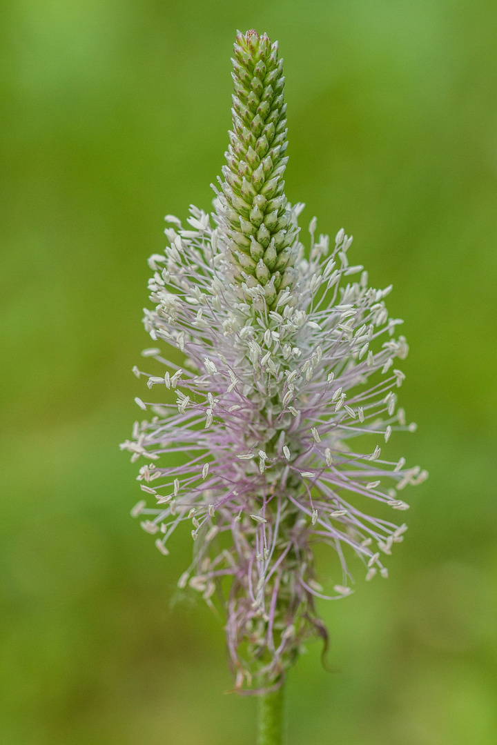 Blüten im Sommer