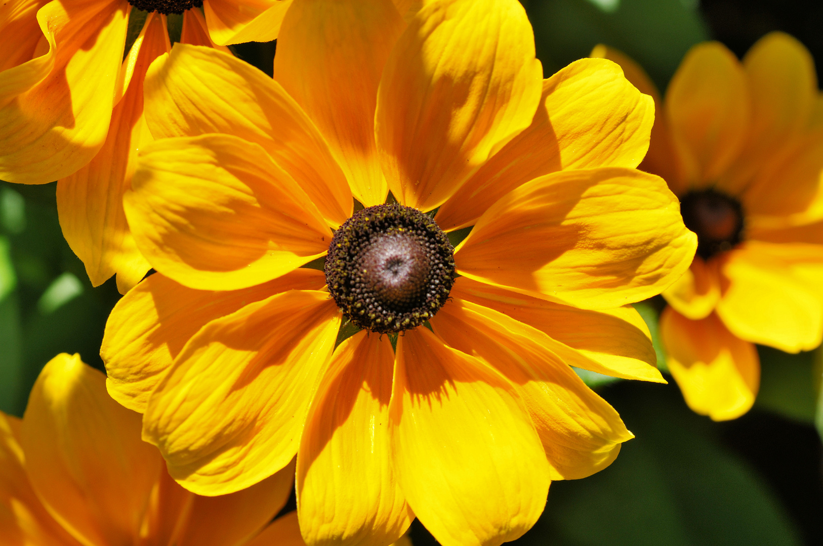 Blüten im Sommer