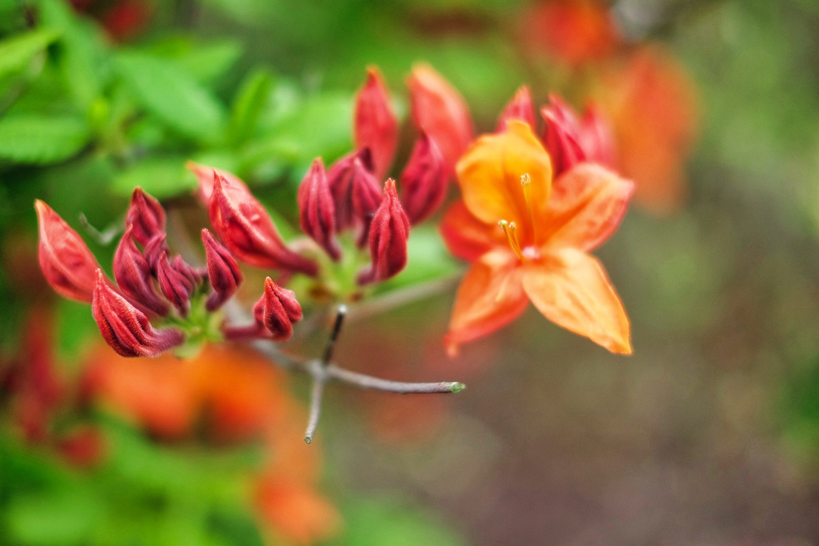 Blüten im Sommer