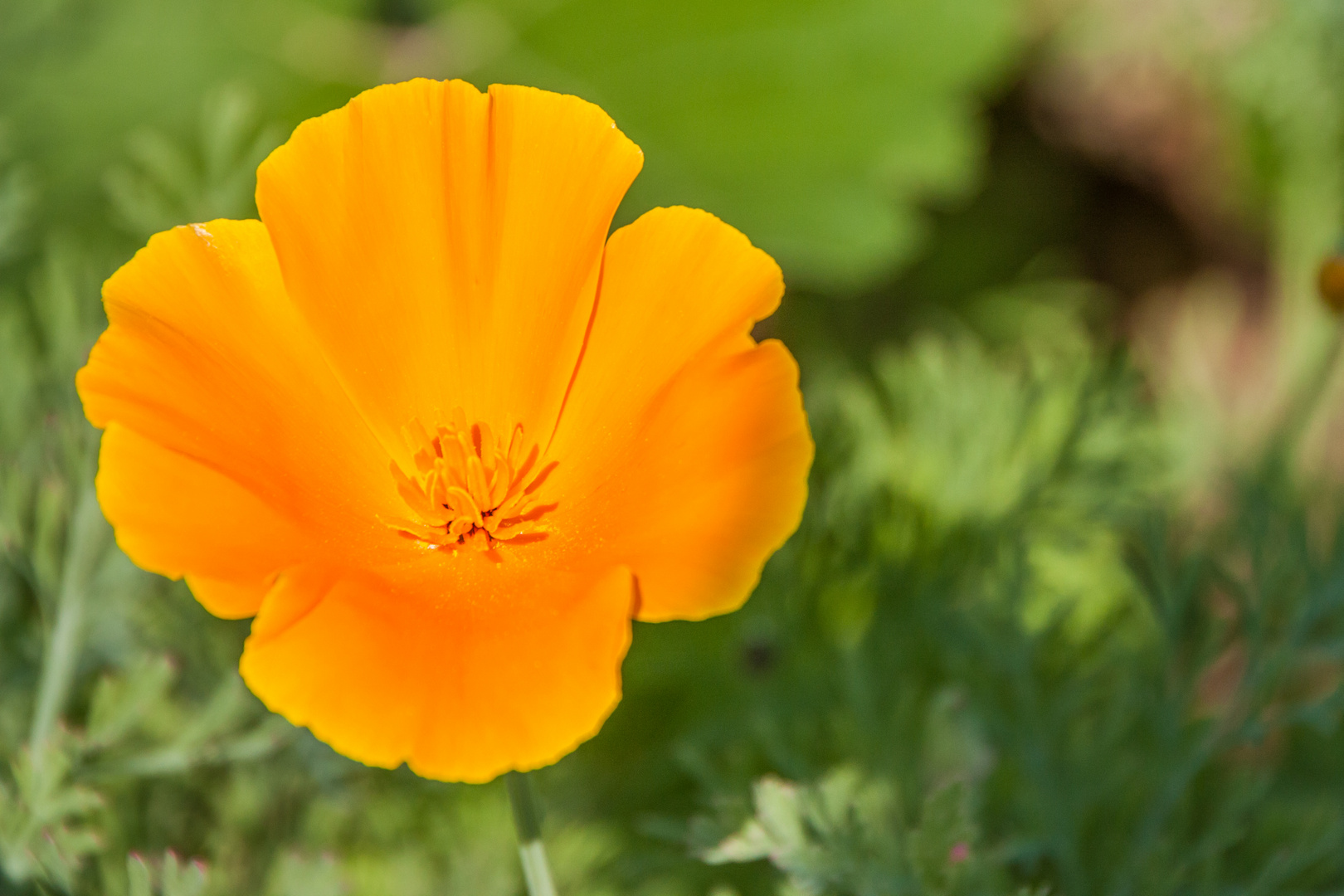 Blüten im Sommer