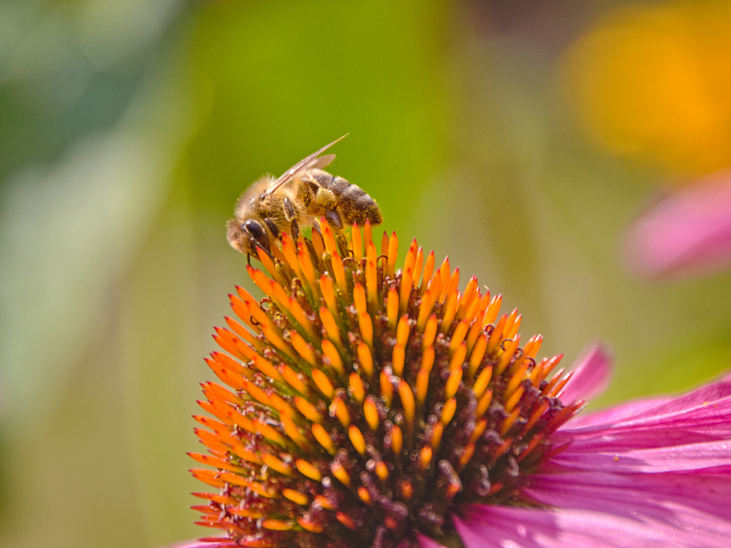 Blüten im Sommerlicht