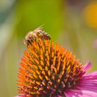 Blüten im Sommerlicht